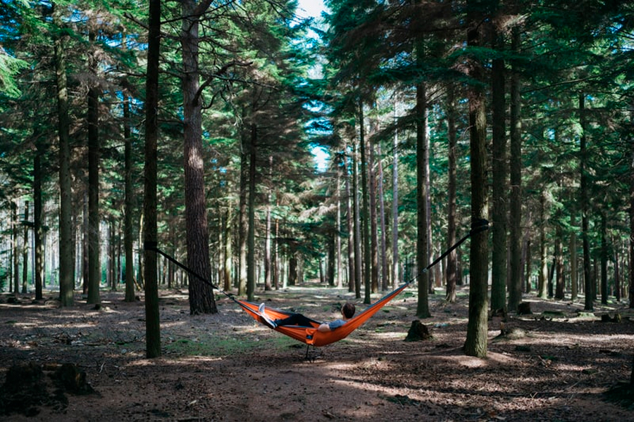 hammock in woods