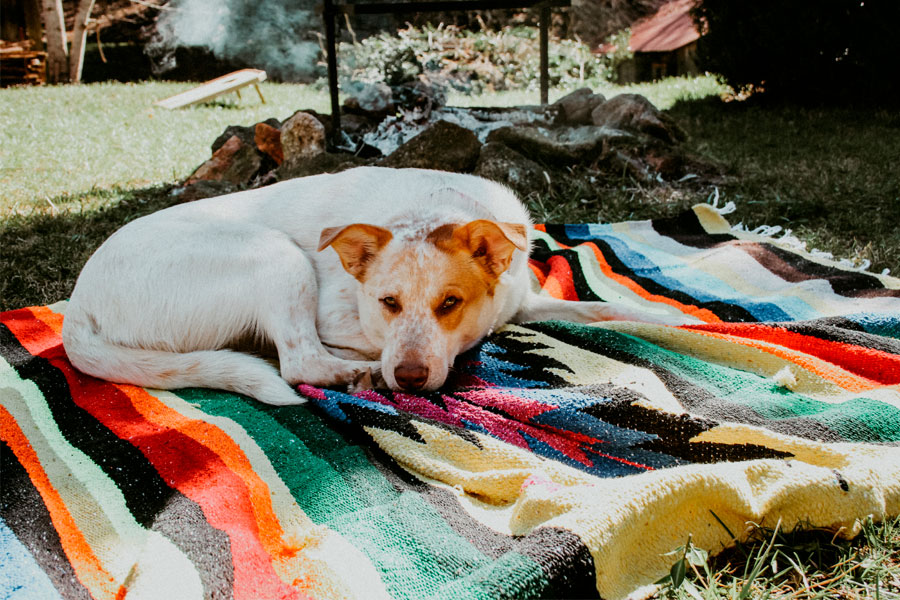 dog on blanket